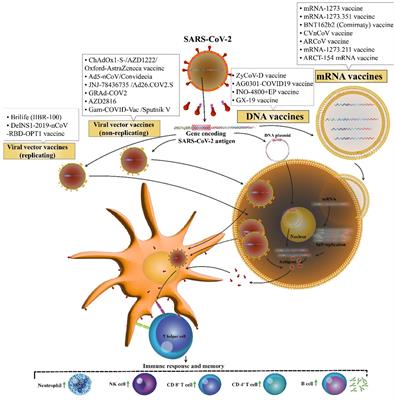 Frontiers | Viral vector and nucleic acid vaccines against COVID